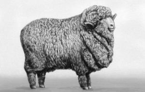 О реквизиции овец